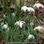 Galanthus nivalis 'Flore Pleno'