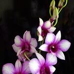 Dendrobium SA-NOOK 'Polar Fire' - Thaise orchidee