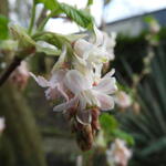 Ribes sanguineum 'Tydemans White' - Siertrosbes