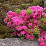 Rhododendron 'Maruschka' - Japanse Azalea