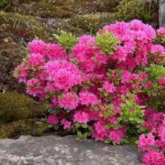 Rhododendron 'Maruschka'