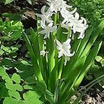 Hyacinthus orientalis 'White Pearl' - Hyacint