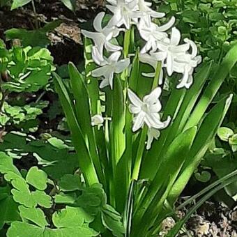 Hyacinthus orientalis 'White Pearl'