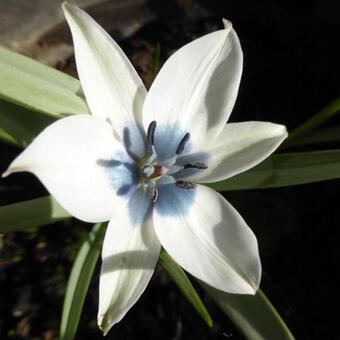 Tulipa humilis var. pulchella Albocaerulea Oculata Group