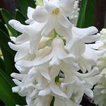 Hyacinthus orientalis 'Fairy White' - Hyacint