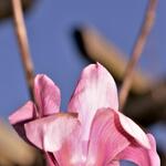 Magnolia 'Vulcan' - Beverboom