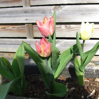 Tulipa 'Lollypop Blend'