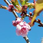 Prunus serrulata 'Kiku-shidare-zakura' - Japanse sierkers