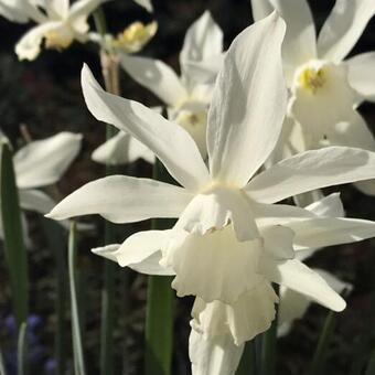 Narcissus 'Papillon Blanc'