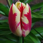 Tulipa 'Grand Perfection' - Tulp