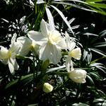 Narcissus 'Grand Primo Citroniere' - Narcis