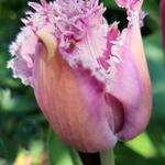 Tulipa 'Cummins' - Tulp, Gefranjerde tulp
