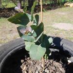 Eucalyptus neglecta - Gomboom
