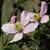 Clematis montana 'Pink Perfection'