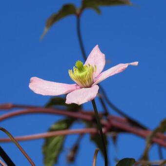 Clematis montana 'Pink Perfection'