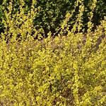 Betula nana 'Golden Treasure' - Dwergberk, poolberk