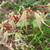Acer palmatum 'Ukigumo'