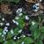 Brunnera macrophylla 'Jack Frost'