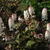 Tiarella cordifolia 'Oakleaf'