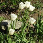 Tulipa 'Clearwater' - Tulp
