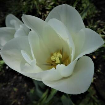 Tulipa 'Clearwater'