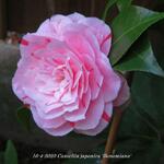 Camellia japonica 'Bonomiana' - Camelia