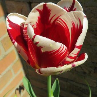 Tulipa 'Grand Perfection'