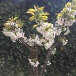 Prunus avium 'Sylvia' - Kerselaar, Silviakers