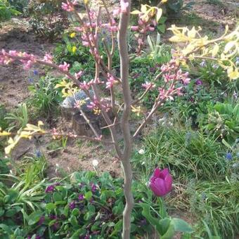 Cercis canadensis 'The Rising Sun'