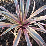 Yucca gloriosa 'Bright Star' - Palmlelie