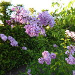Syringa x chinensis 'Lilac Sunday' - Chinese sering