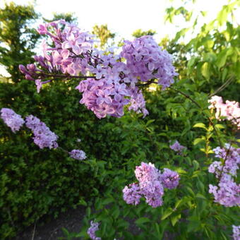 Syringa x chinensis 'Lilac Sunday'