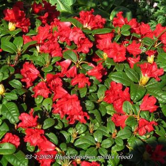 Rhododendron mollis (rood)