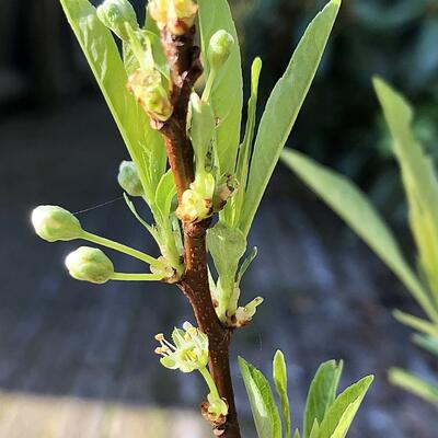 Zandkers - Prunus pumila var. depressa