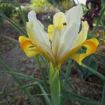 Iris hollandica 'Montecito' - Hollandse boliris
