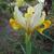Iris hollandica 'Montecito'