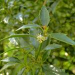 Ilex aquifolium ‘Myrtifolia’ - Ananashulst