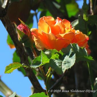 Rosa 'Goldener Olymp'
