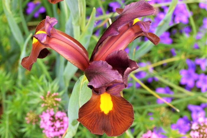 Hollandse - Iris hollandica 'Red Ember'