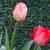 Tulipa Darwin-hybride