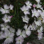 Dianthus hyssopifolius - Anjer