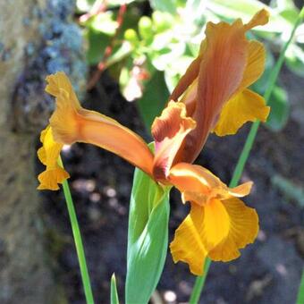 Iris hollandica 'Autumn Princess'