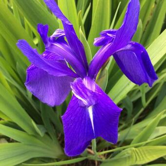 Iris laevigata 'Bleu'