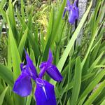 Iris laevigata 'Bleu' - Japanse iris
