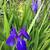Iris laevigata 'Bleu'