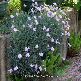 Dianthus 'Inchmery'