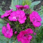 Dianthus barbatus 'BARBARINI' - Anjer