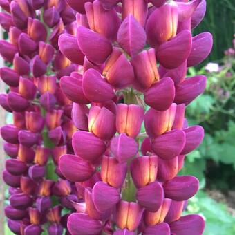 Lupinus WEST COUNTRY 'Masterpiece'
