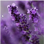 Lavandula angustifolia 'Royal Blue' - Lavendel