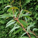 Eucalyptus gregsoniana - Sneeuwgom